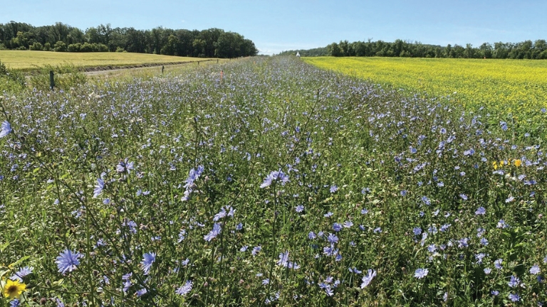 A flowering pollinator strip adjacent to a field near Treherne, Manitoba. Photo: Farnaz Kordbacheh.