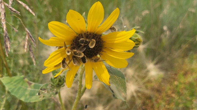 Bees pollinating a sunflower.