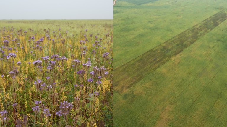 Pollinator strip at Roughbark Acres near Griffin, Saskatchewan.